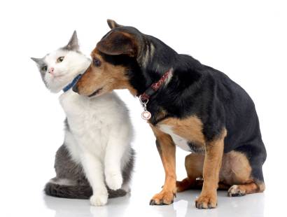Dog and Cat with Collar - Copy
