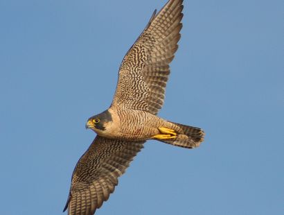 Peregrine Falcon - Copy