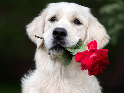 canine-valentine