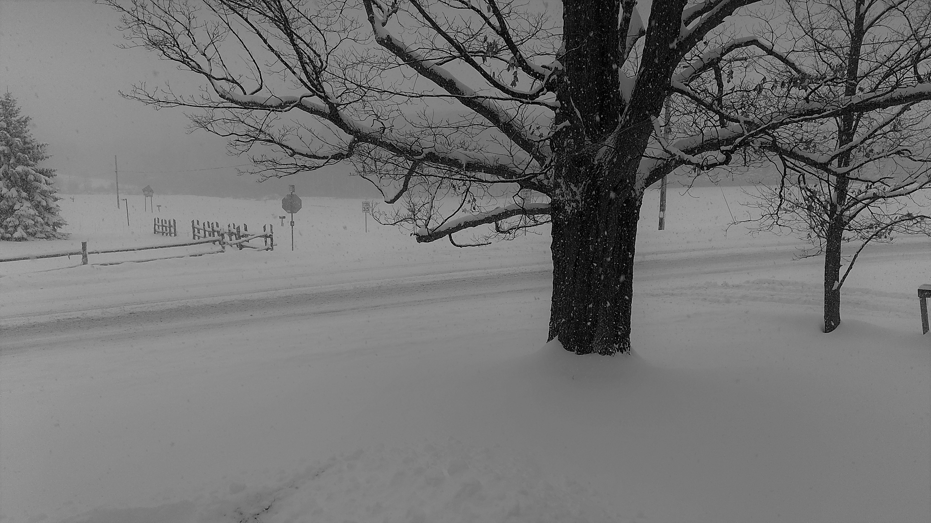 Maple tree in snow